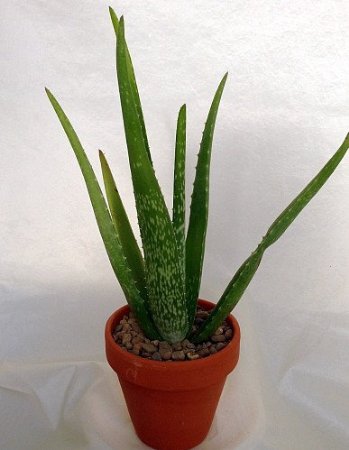 aloe plant