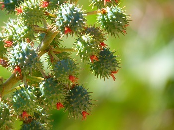 castor oil plant for glowing face